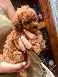 Cuccioli di Barboncino toy rosso