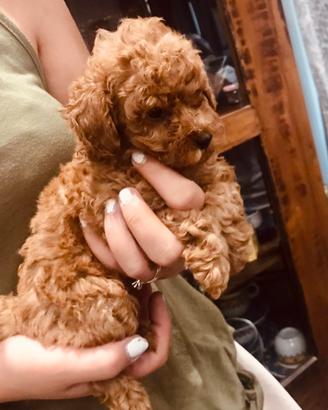 Cuccioli di Barboncino toy rosso