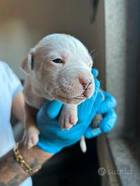 Pitbull cuccioli