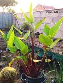 Thalia red stem pianta da laghetto