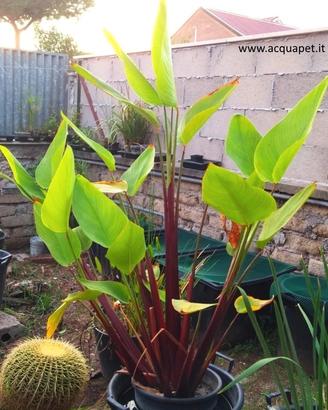 Thalia red stem pianta da laghetto