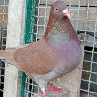 Giovani colombi california