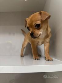 Cucciola di chihuahua