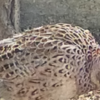 Vendita Fagiani Femmina Mongolia