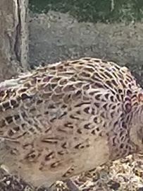 Vendita Fagiani Femmina Mongolia