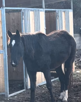Cavallo castrone