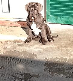 Mastino napoletano