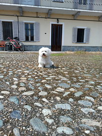 Cane Maltese maschio per monta/accoppiamento