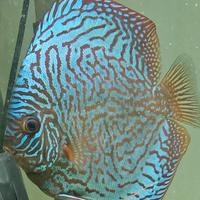 Discus tiger turchese SG