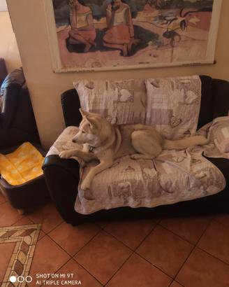 Coppia siberian husky