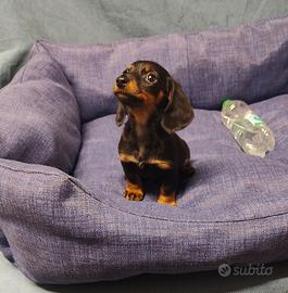 Bassotto kaninchen