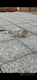 Maschio Gattino