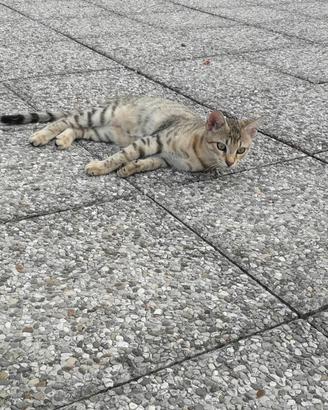 Maschio Gattino