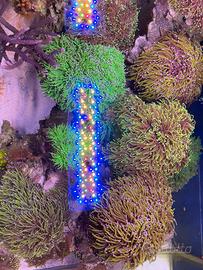 Acquario marino