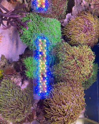 Acquario marino