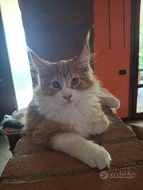 Maine coon cucciolo maschio