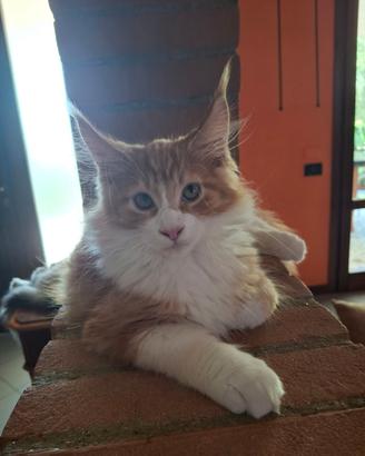Maine coon cucciolo maschio