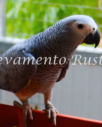 Pappagallo Cenerino (Psittacus erithacus)
