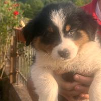 Cuccioli pastore australiano