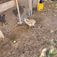 Coppia di emu'