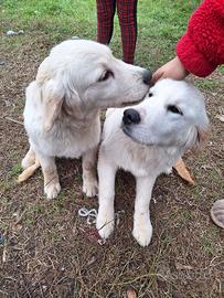 Cuccioli Golden Retriever maschi