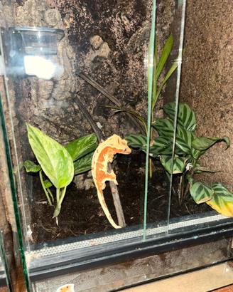 Geco ciliatus