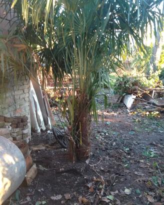Palme da giardino