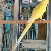 Coppia parrocchetto dal collare