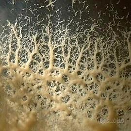 Starter/inoculo Microworms 