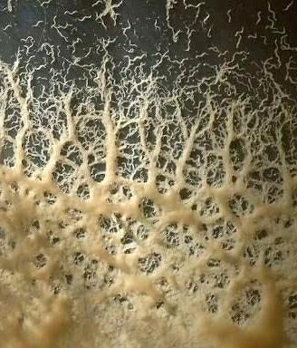 Starter/inoculo Microworms 