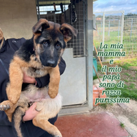 3 mesi di dolcezza ,