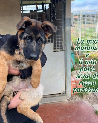 3 mesi di dolcezza ,