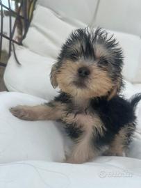 Cuccioli Yorshire