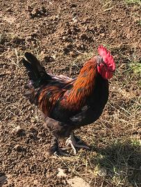 Gallo marans