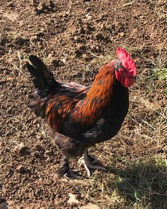 Gallo marans