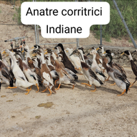 Anatre corritrici indiane varie colorazioni