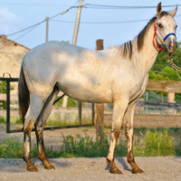 Puledra appaloosa