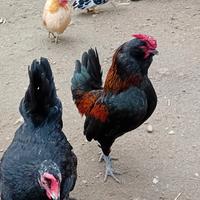 Galletto barbuto d anversa