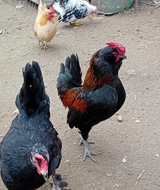 Galletto barbuto d anversa