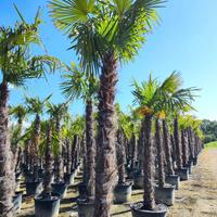 Palma (Chamaerops Excelsa - Trachycarpus Fortunei)