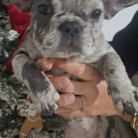 Bulldog francese esotico