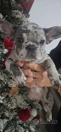 Bulldog francese esotico
