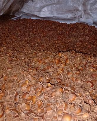 Nocciolino + gusci