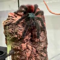 Caribena Versicolor + Exoterra