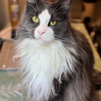 Maine Coon maschio x monta