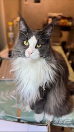 Maine Coon maschio x monta