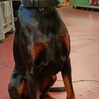Dobermann per monta