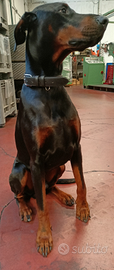 Dobermann per monta