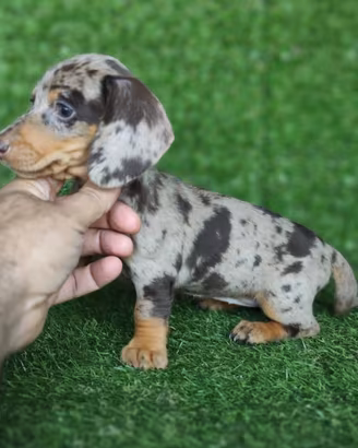 Bassotti cuccioli