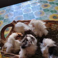 Caviette peruviane/porcellini d'India